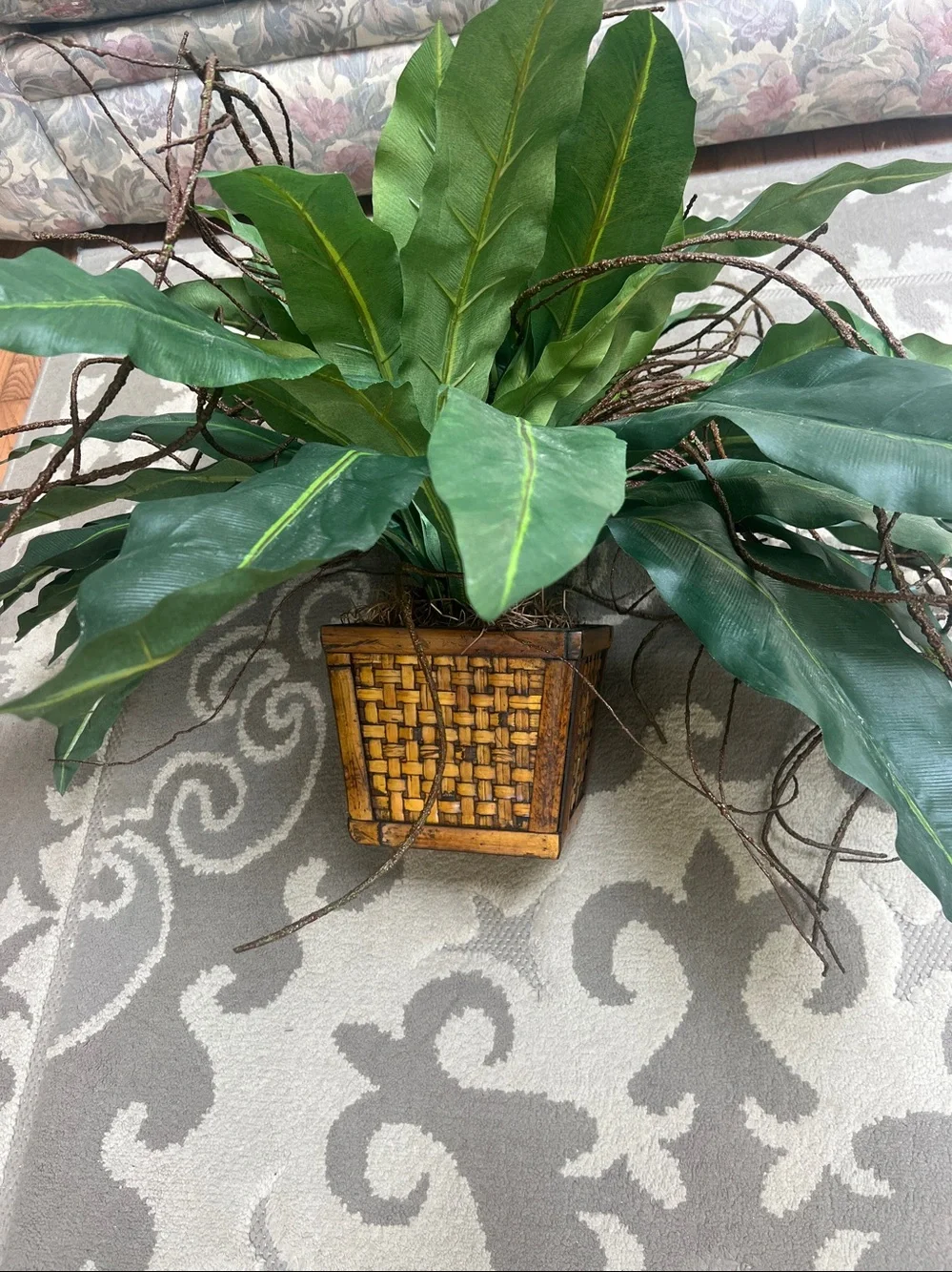 Artificial Bird's Nest Fern (Asplenium nidus) featuring wide, strap-like fronds